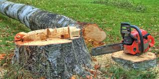 Best Tree Risk Assessment  in Owensville, MO